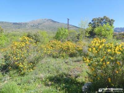 En amarillo, Floración del Cambroño; rutas asturias carpetanos ducha de los alemanes fotos cartagena